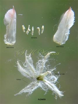  Parts of a Flower
